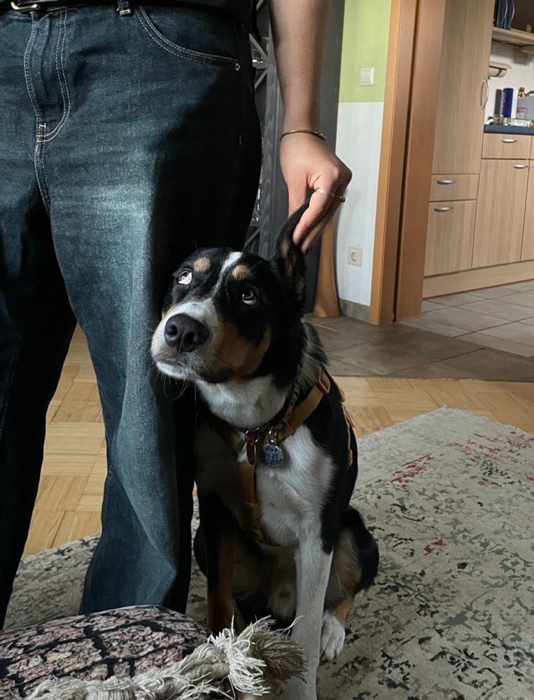 dog standing next to someone who is holding his ear up, while the dog is looking up at the person 