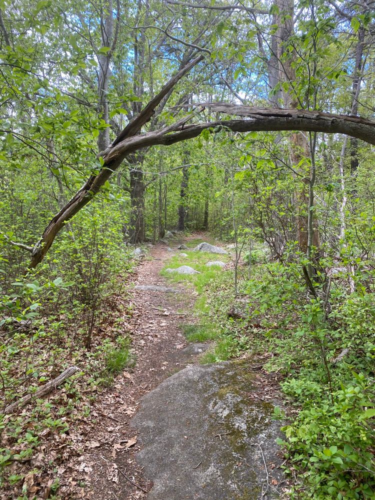 A large dead branch arching over a hiking trail