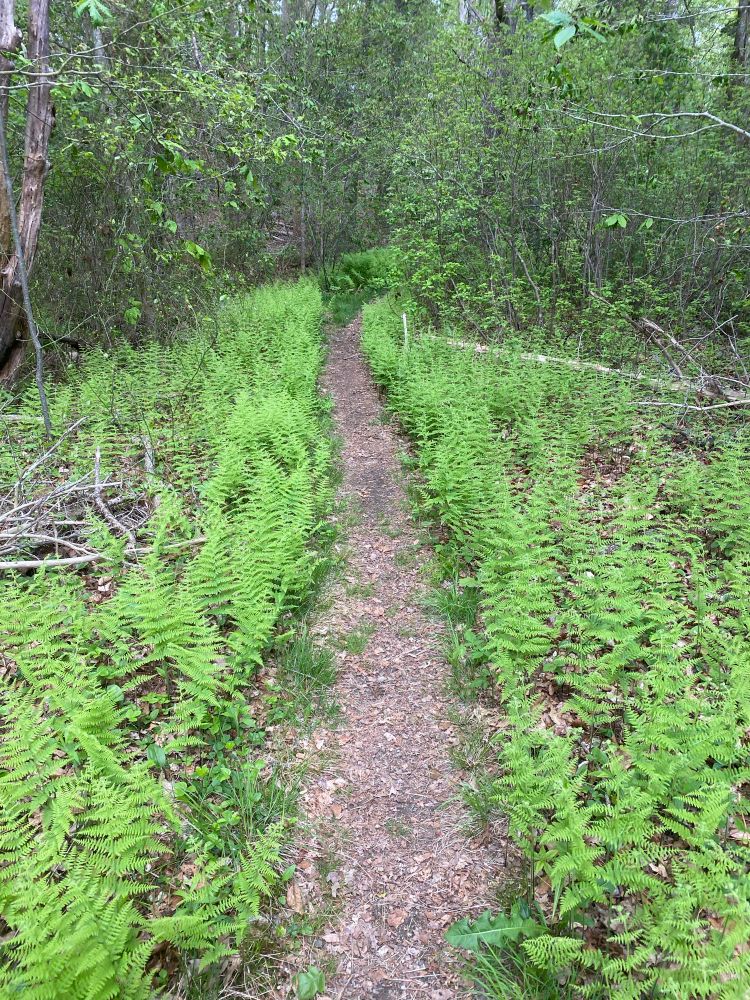 Hiking trail lined with green ferns