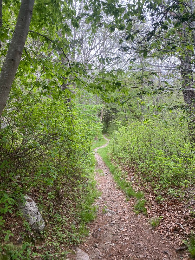 Another curvy hiking trail 