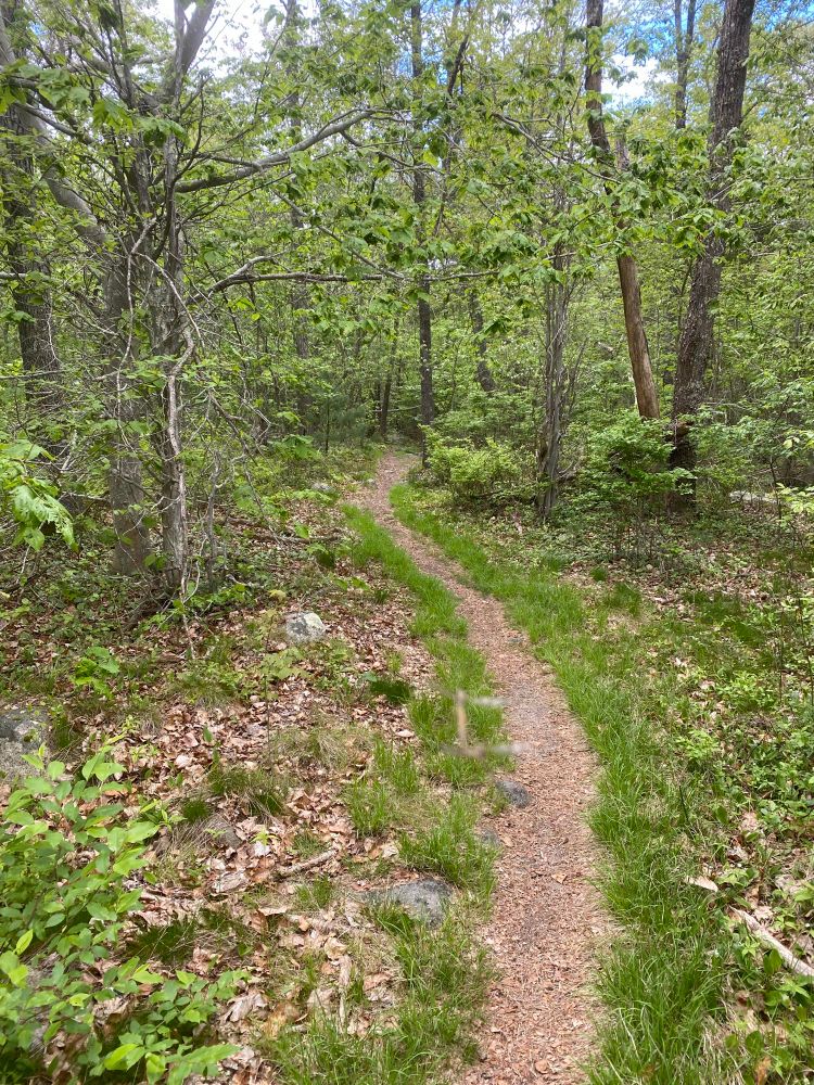 Curvy hiking trail