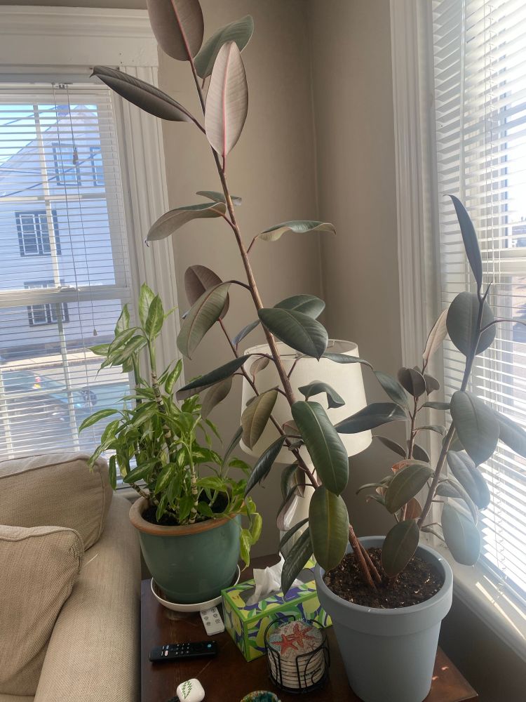 A rubber plant and a smaller brighter green plan on an end table