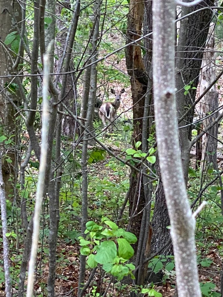 A deer hidden behind some trees in the woods looking back at me 