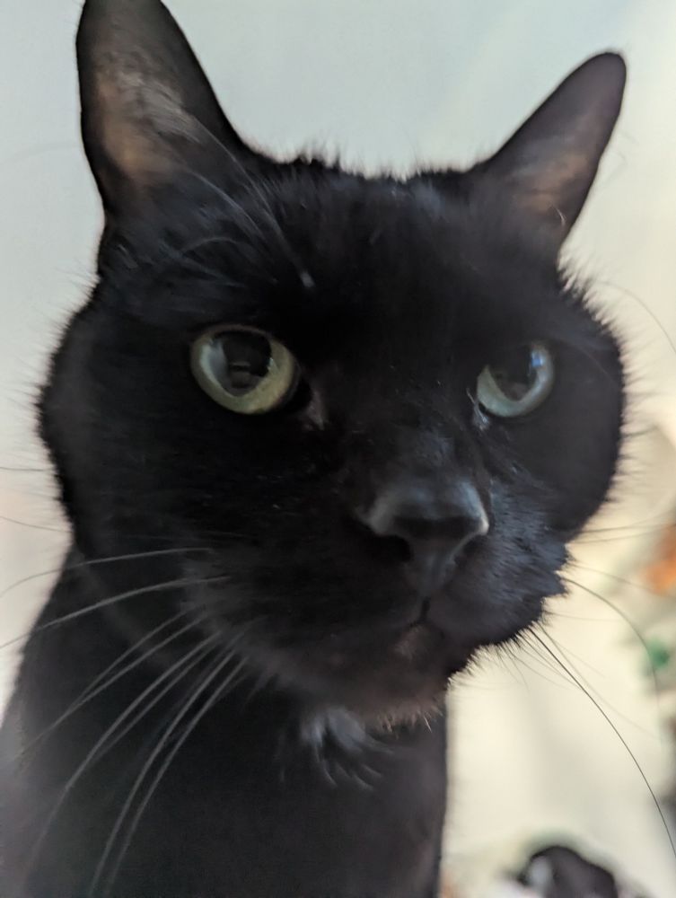 Head and shoulders of a black kitty who has jumped on the bed to rouse its handler and demand an explanation as to why food has not been prepared at the usual early time. 