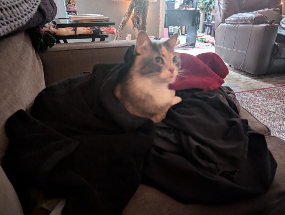 This pile of laundry has a cat in it!