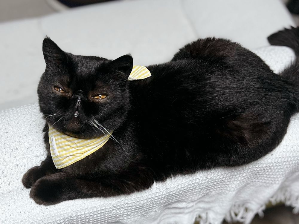 猫　エキゾチックショートヘア