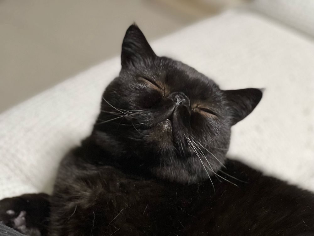 エキゾチックショートヘア