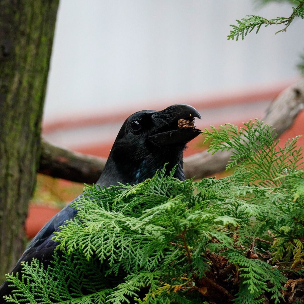 Crow holding food in their beak, partially covered by the green folliage of the branch its sat on