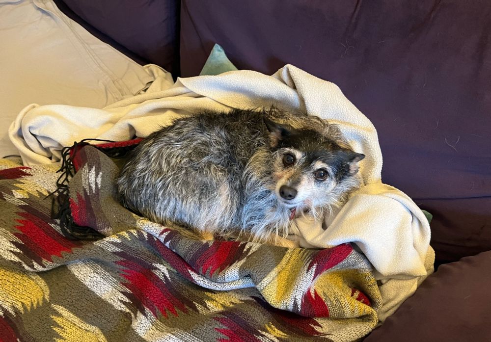 Chihuahua terrier mix snuggled in blankets and looking aggrieved.