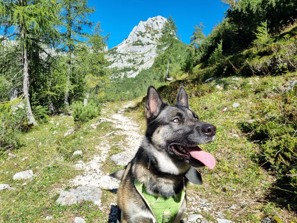 Laika, die ook mee was (en het warm had) 