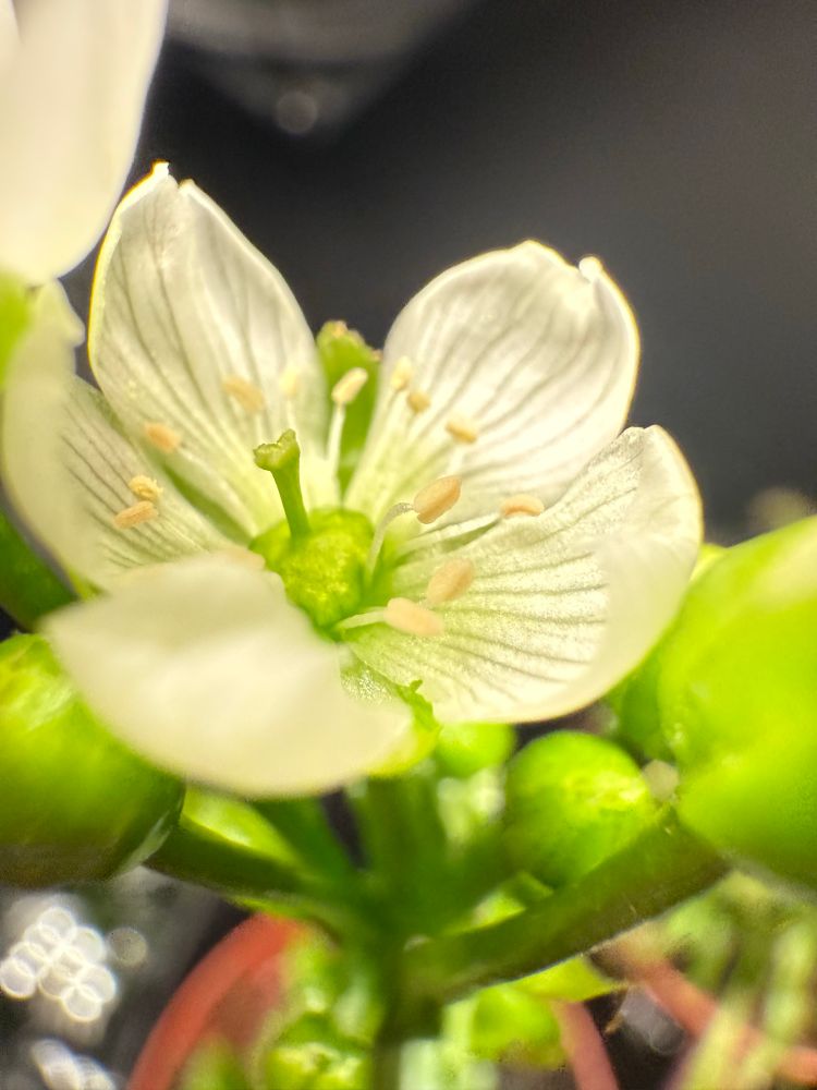 Close up of a white Venus fly trap flower with yellowish pollen and green stems