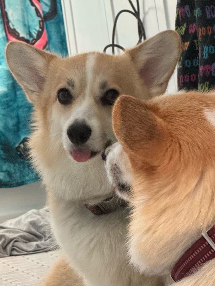 A corgi looking at her reflection in the mirror with her tongue out