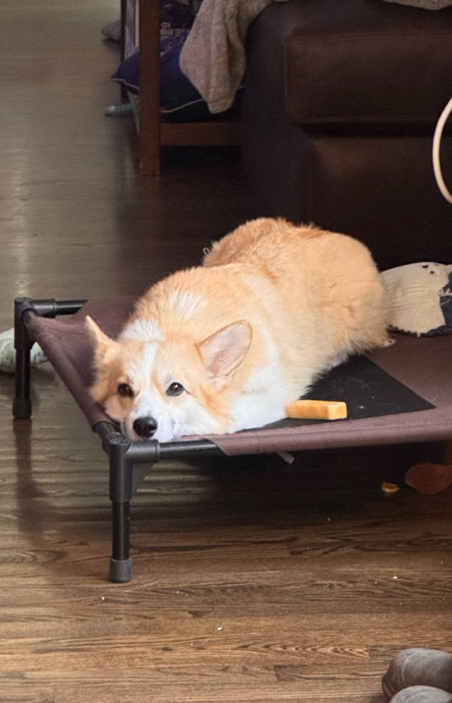 A corgi on a mesh bed above the ground