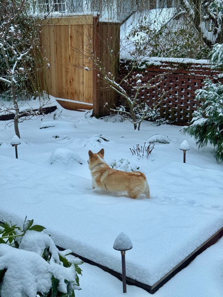 An adventurous corgi in the snow