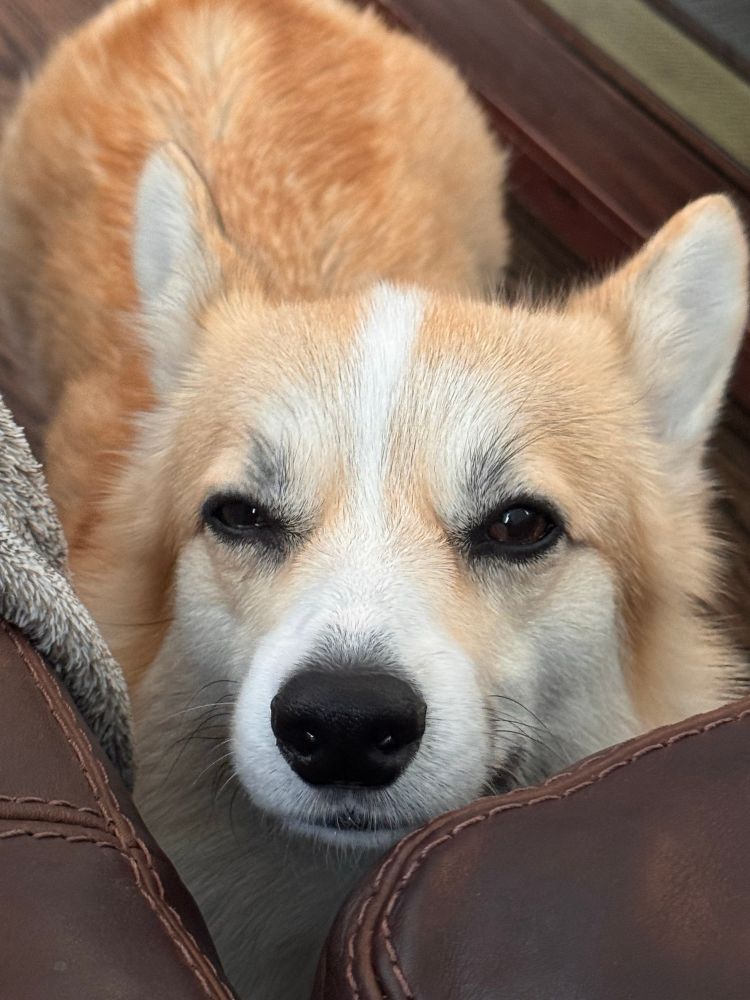 A corgi looking at you suspiciously 