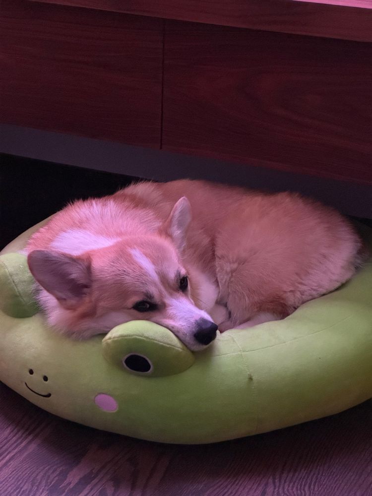 A corgi curled up in a frog themed bed, eyeing the photographer suspiciously 
