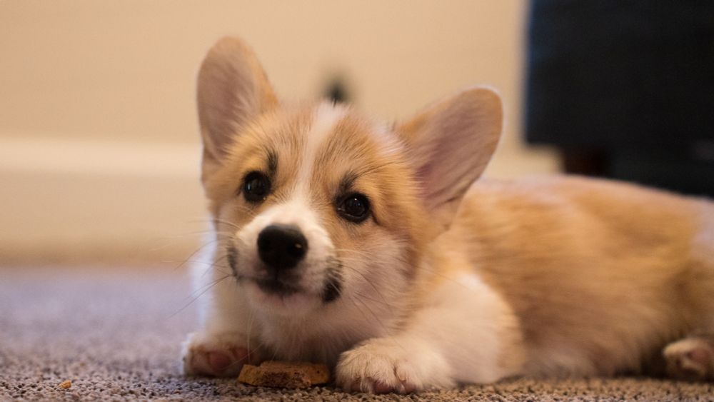 A corgi puppy laying down earing a biscuit