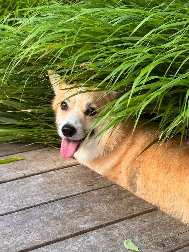 A corgi in a bush