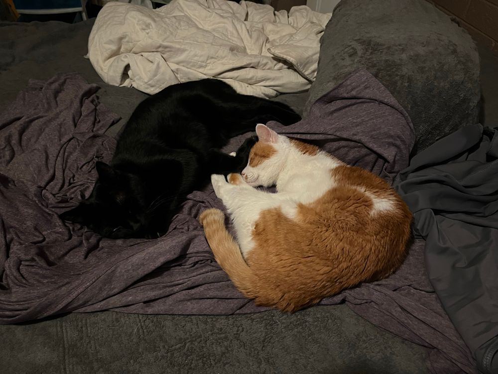 Bowser, a black cat, and Gil, an orange and white tabby, sleeping on a disheveled bed.