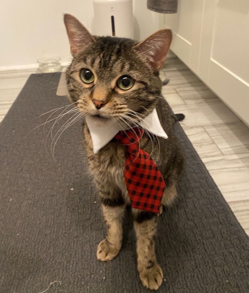 Tabby cat named Dennis wearing a white collar and red and black plaid tie. 