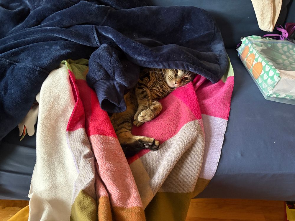 Dennis, tabby cat, mostly covered by a blanket. 