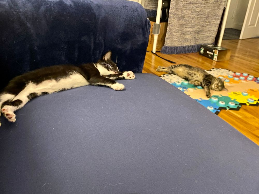Two cats asleep after a long day of catting. 