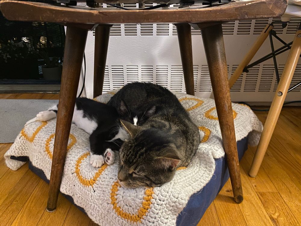Tuxedo kitten cuddling up to a tabby cat on a floor pillow. Both cats are asleep and at a temporary truce. 