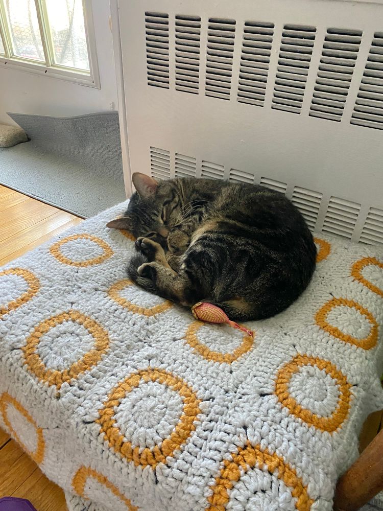 Tabby cat named Dennis curled up snoozing on a blanket covered floor pillow looking super cute and fuzzy. Dennis love you friend! 