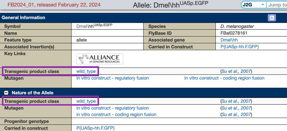 FlyBase Allele report, with the Transgenic product class boxed in purple (two locations).