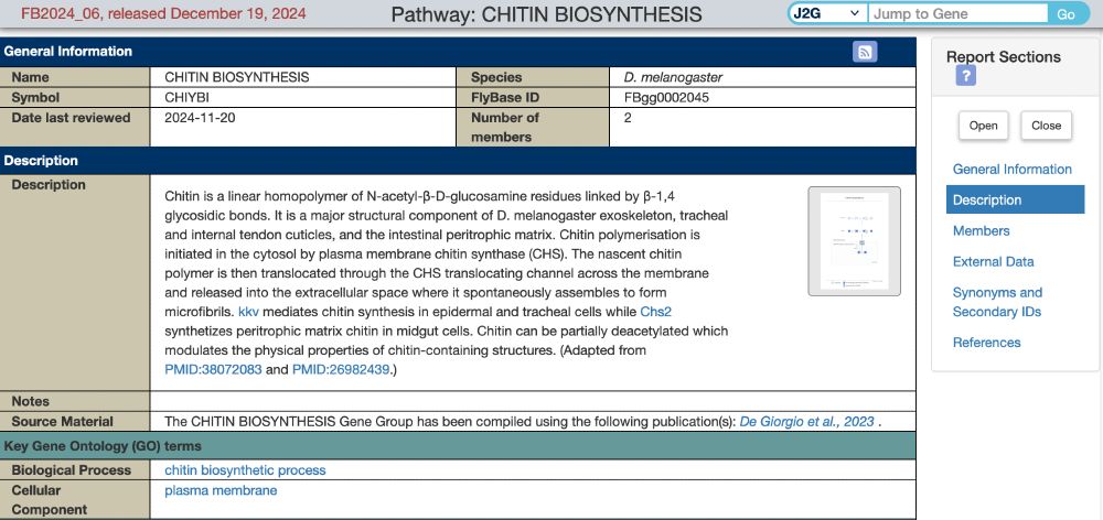 FlyBase Metabolic Pathways report for CHITIN BIOSYNTHESIS.