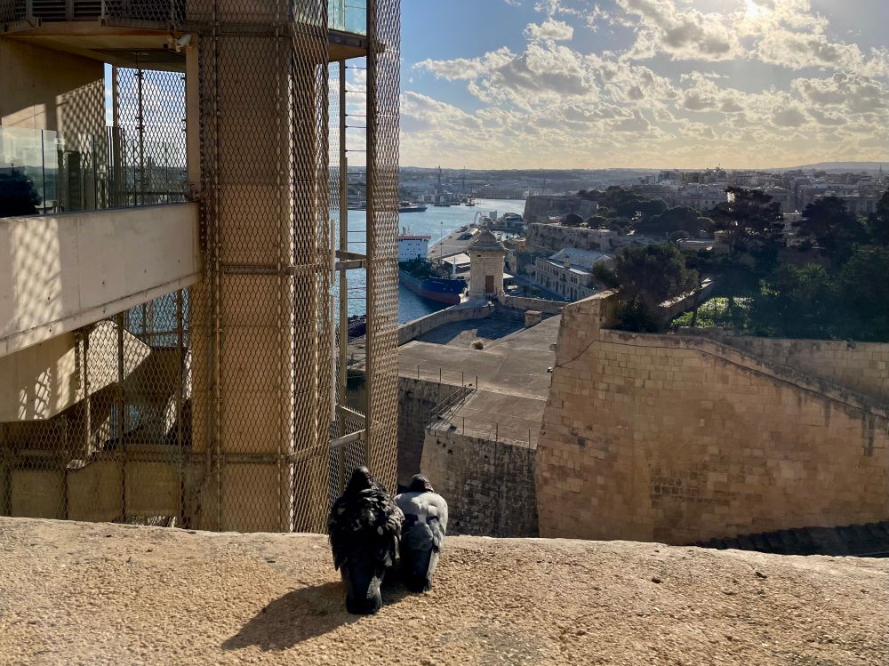Pigeon lovers sitting on an old wall looking at the sea in far distance 