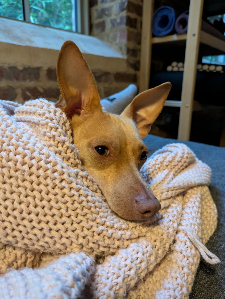 Tan Chihuahua wrapped in a pink blanket, snuggled on a couch