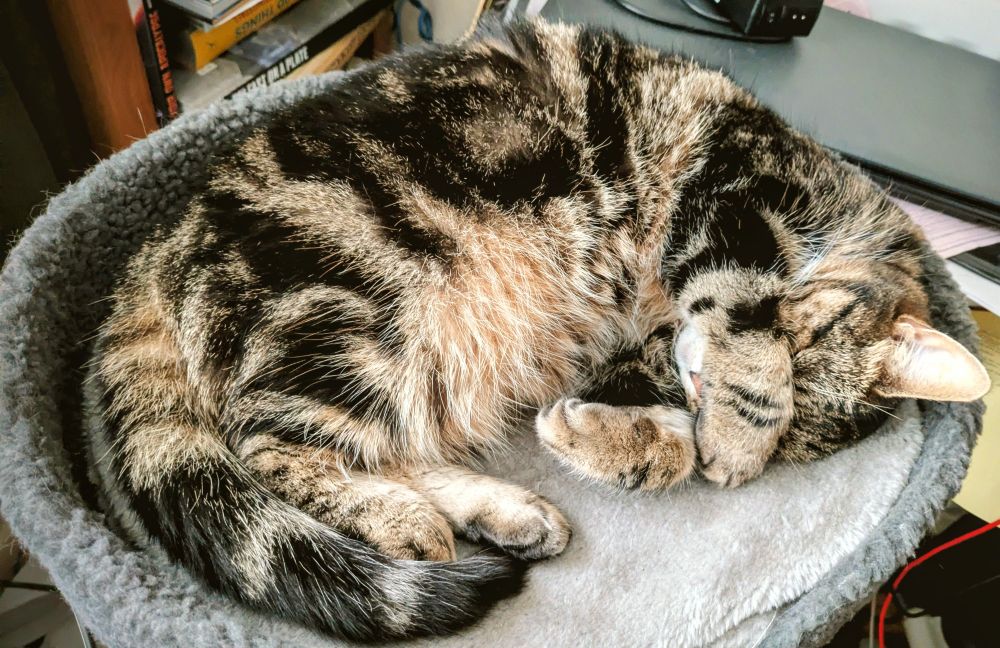 Susie the cat having a post breakfast sleep. She is covering her face with her left paw 
#caturday