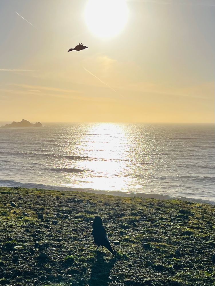 A raven sitting on top of a cliff, looking towards another raven flying over the ocean, under a late-afternoon sun