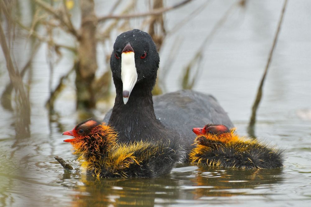 Adult coot floating in a pond flanked by two absurdly fluffy, neon-headed baby coots. 