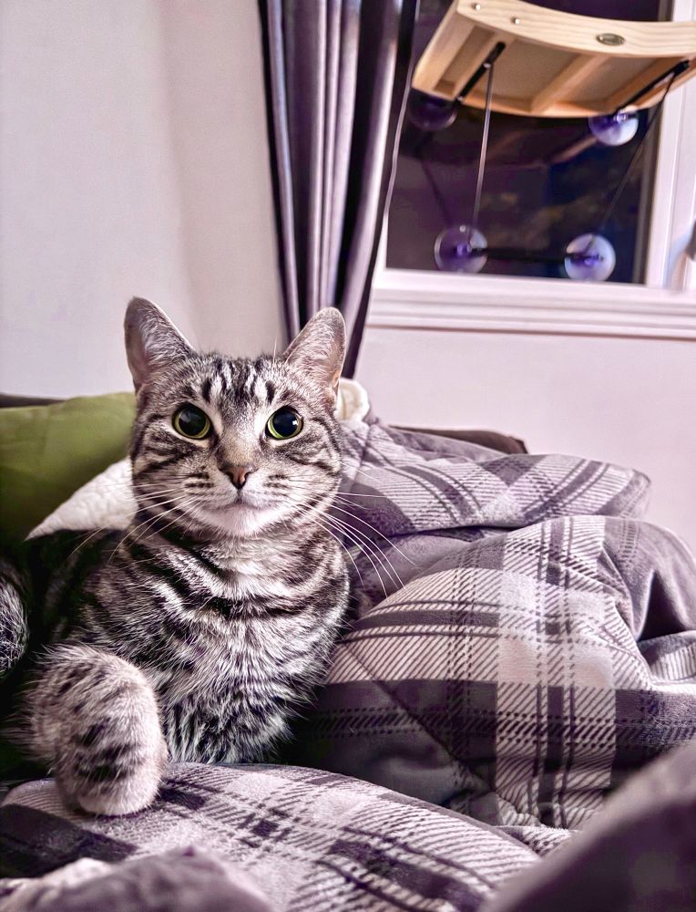My adorable tabby cat, Betty serving her cutest pose 
