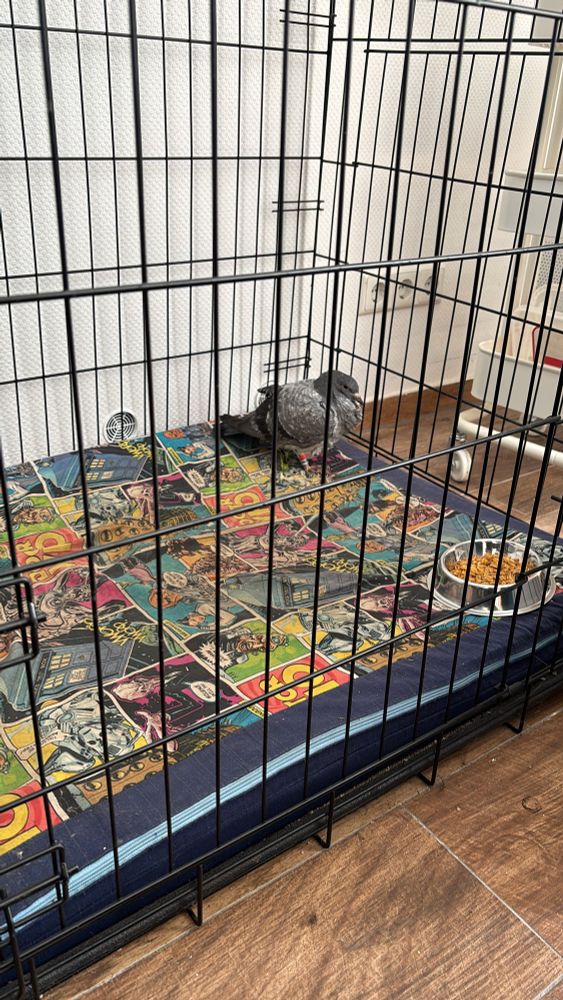 The pigeon sitting in my dog‘s crate with a bowl of food. There’s red tag on it‘s leg is visible