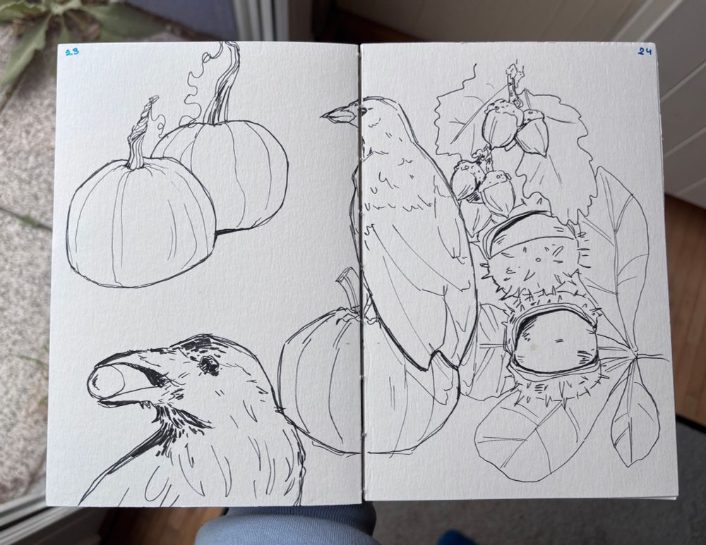 Sketches of pumpkins, ravens, acorns and buckeye nuts