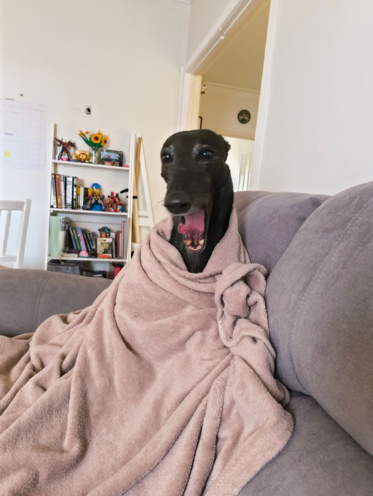 The same greyhound, so stressed she's now mid yawn. It almost looks like she's yelling at me for not giving her enough pats.