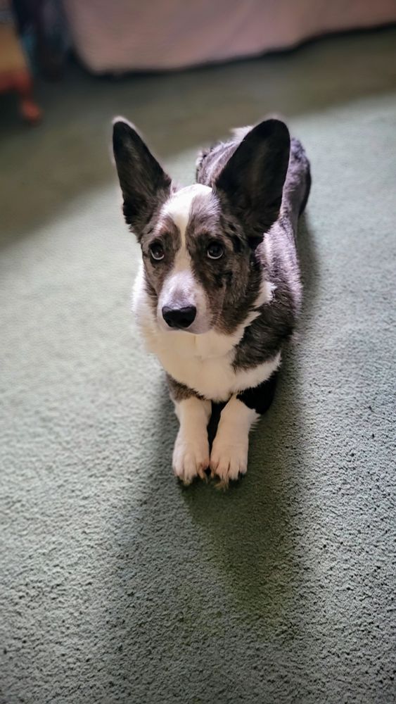 A blue merle Cardigan Welsh Corgi gives innocent 