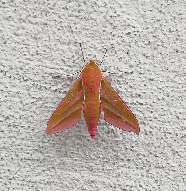 Elephant hawk moth on a wall. It is green-ish with pink spots.