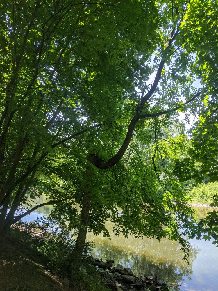 A bent and twisted tree next to a river. It appears as though the top of the tree was bent at a right angle to the trunk, probably by a fallen neighbor, which it then grew around. The resulting trunk grows vertically as expected for five-ish feet, then there's a sharp bend to the viewer's right, that curves upward to vertical once more. While once broken, it still grew, and eventually healed. 