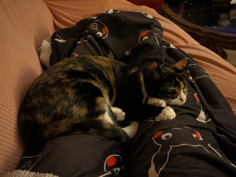 Same Calico kitten holding the Poster hostage via lap cuddles on the couch
