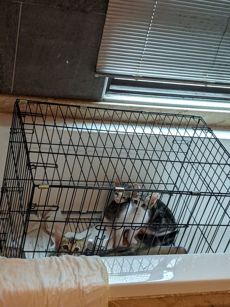 大雨中誘捕，每隻都濕濕的乾脆洗個熱水澡，圖為烘乾中