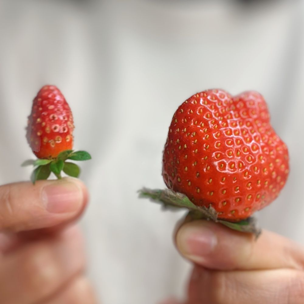 左邊濃縮甜！很醜很好吃！