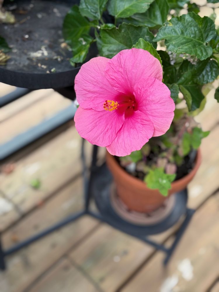 Pink hibiscus 