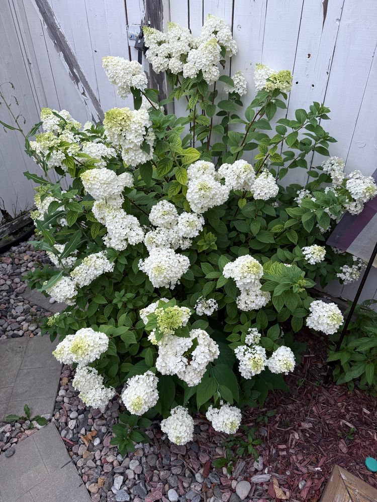 White hydrangeas 