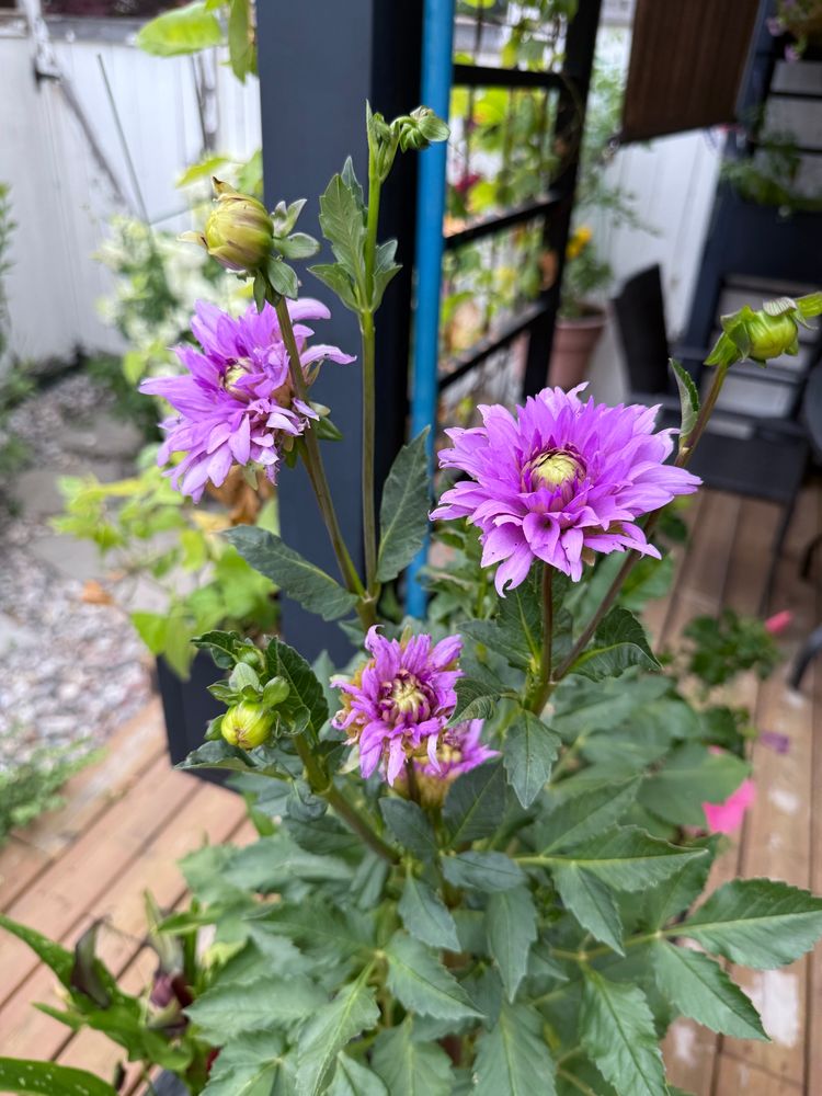 Purple zinnias