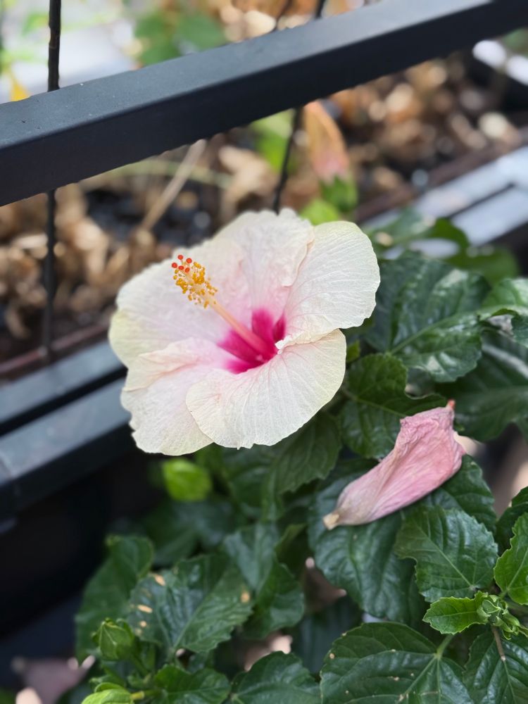 White hibiscus with red center 