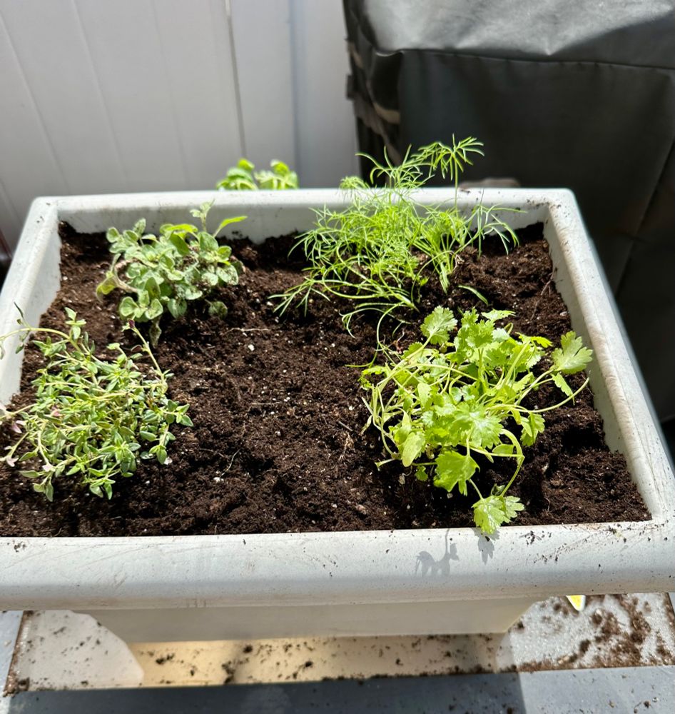 Step 4: remove pot or plastic and insert plant root ball into hole. 
